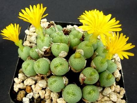 ConophytumFlavum
