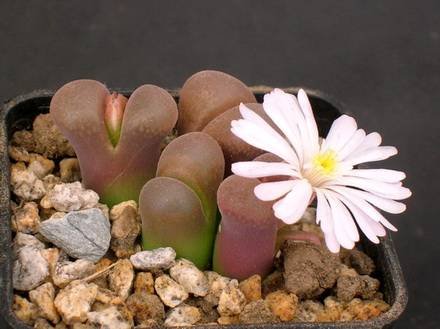 ConophytumFriedrichiae