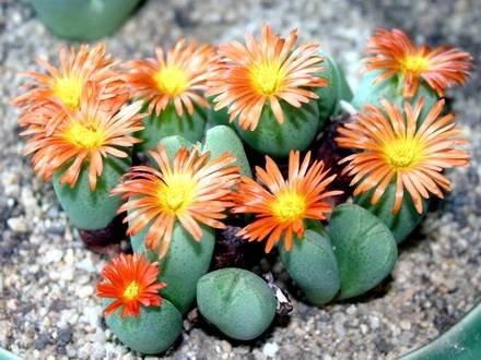 ConophytumFrutescens