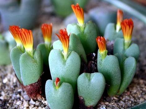 ConophytumFrutescens2