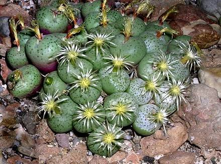 ConophytumGiftbergense