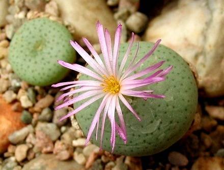 ConophytumGratum