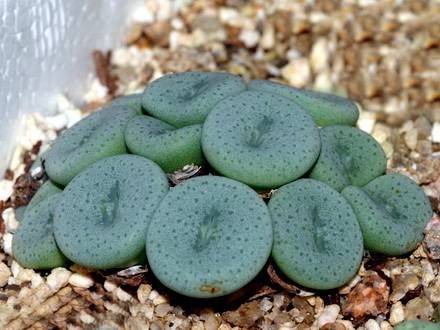 ConophytumJucundumFragile