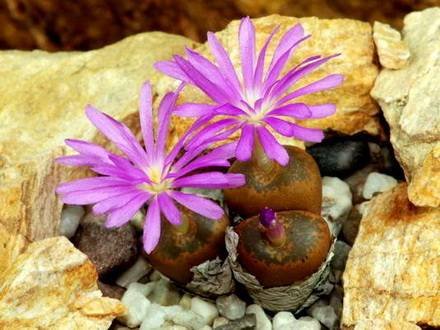 ConophytumKoubergense