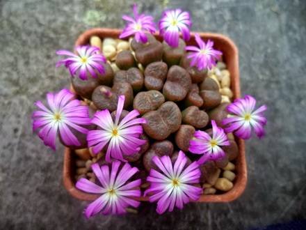 ConophytumKoubergense2
