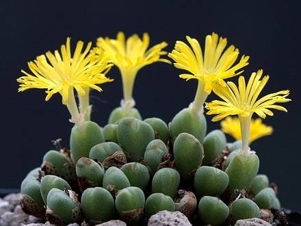 ConophytumMeyeri