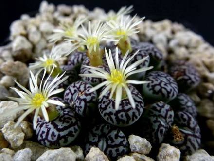 ConophytumMinimum