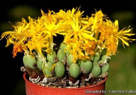 ConophytumNanum