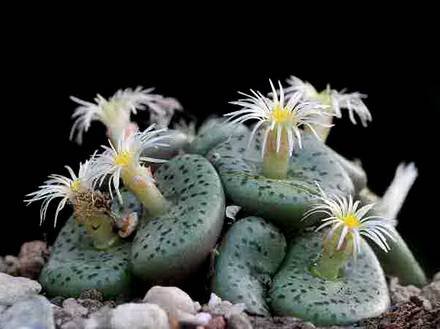 ConophytumObconellum