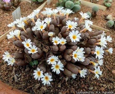 ConophytumPellucidum
