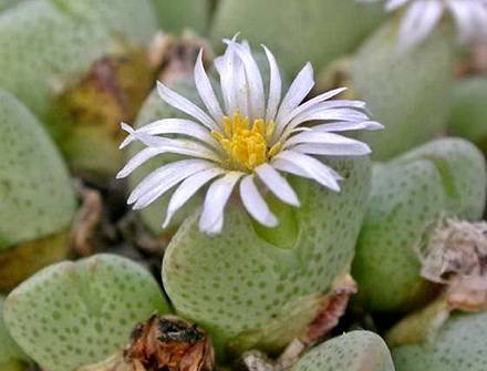 ConophytumQuaesitum