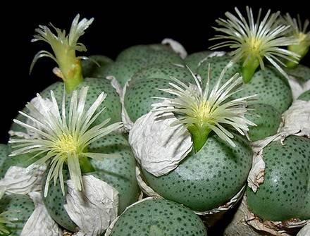 ConophytumSubglobosum