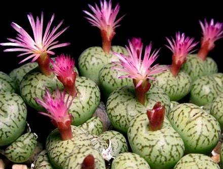ConophytumUviforme