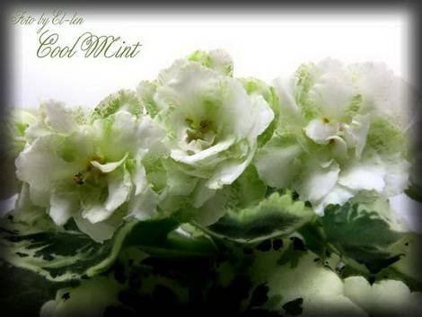 CoolMint1