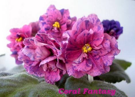CoralFantasy1