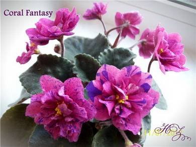 CoralFantasy4