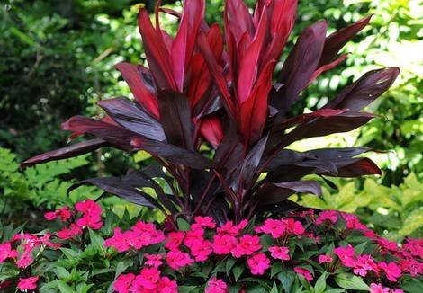 Cordyline10