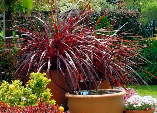 Cordyline12
