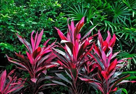 Cordyline8
