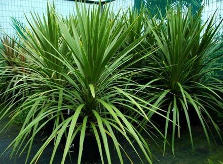 CordylineAustralis
