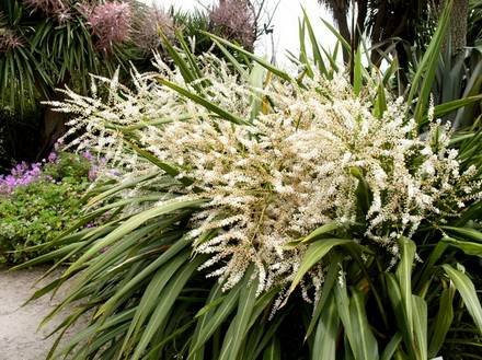 CordylineBanksii