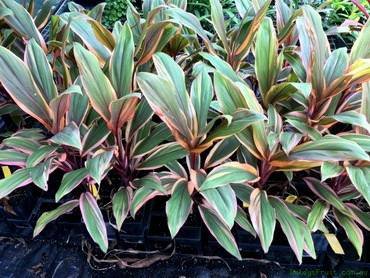 CordylineEarlyMorningDiamond