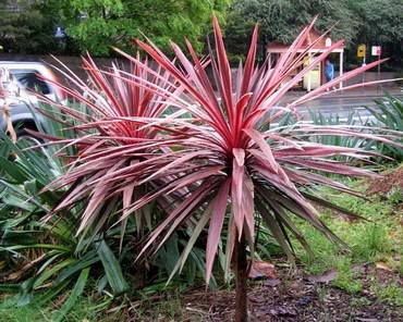 CordylineElectricPink