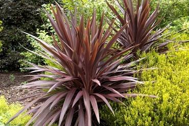 CordylineRedSensation