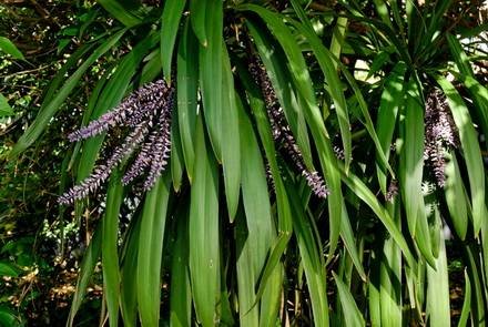CordylineStricta