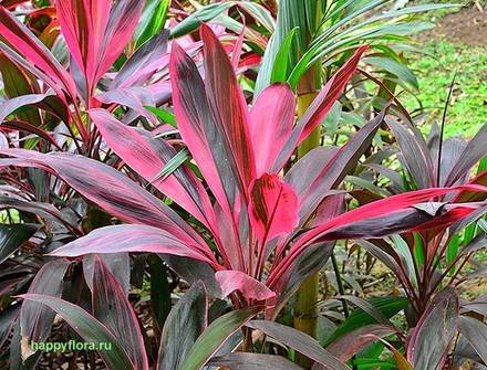 CordylineTerminalis3