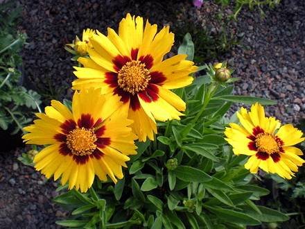 Coreopsis1