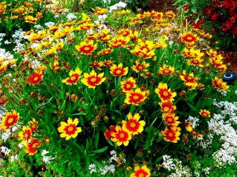 Coreopsis10