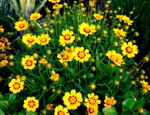Coreopsis11