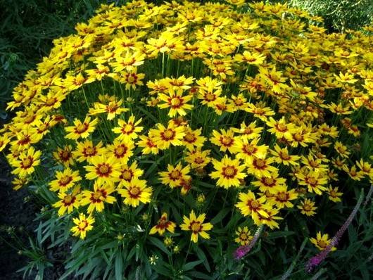 Coreopsis12