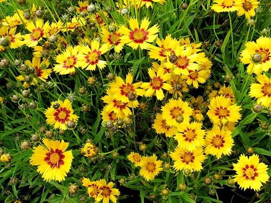 Coreopsis13
