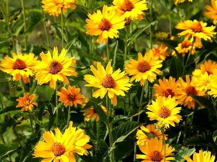 Coreopsis14