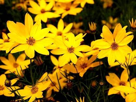 Coreopsis2