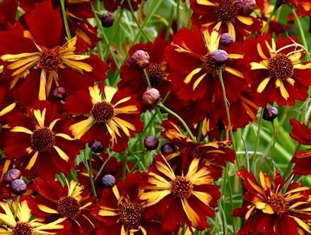 Coreopsis3
