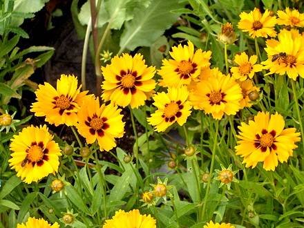 Coreopsis33