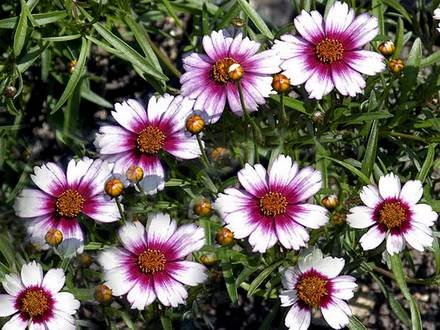 Coreopsis4