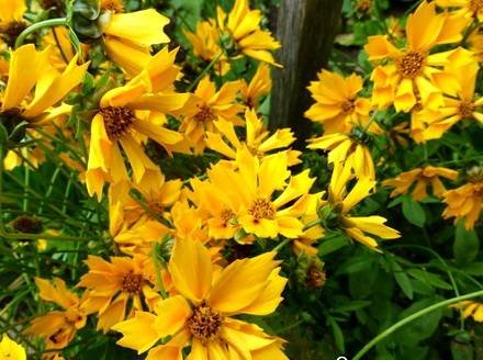 Coreopsis5