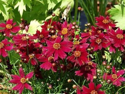 Coreopsis6