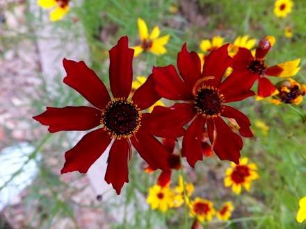 Coreopsis8