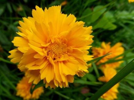 Coreopsis9