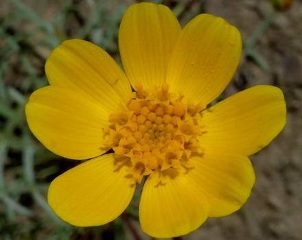 CoreopsisBigelovii