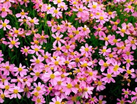 CoreopsisRosea