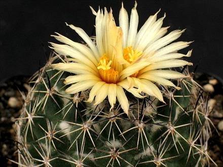 Coryphantha88