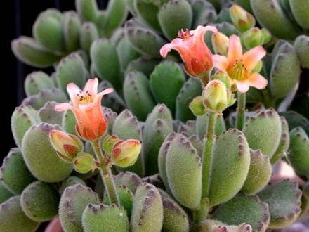 Cotyledon1