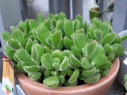 CotyledonLadysmithsiensis