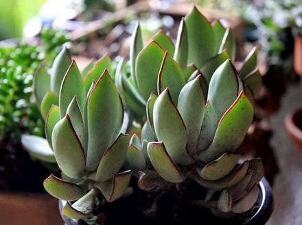 CotyledonOrbiculata1